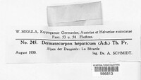 Dermatocarpon hepaticum image